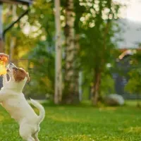 Kid playing with dog