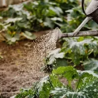 watering-your-lawn