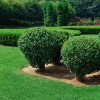 Trees and shrub in a yard